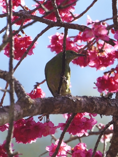 Orange-bellied Leafbird (Chloropsis hardwickii)