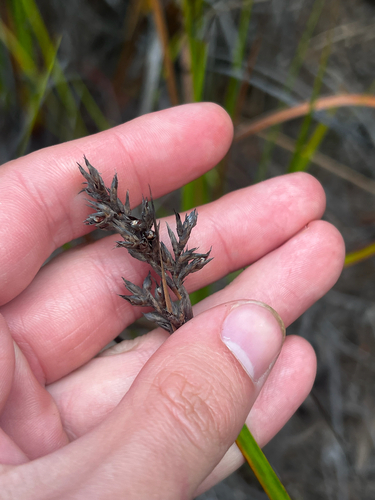 Coast Sword-sedge (Lepidosperma gladiatum)