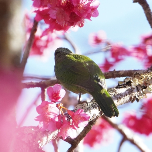 Orange-bellied Leafbird (Chloropsis hardwickii), photo 2
