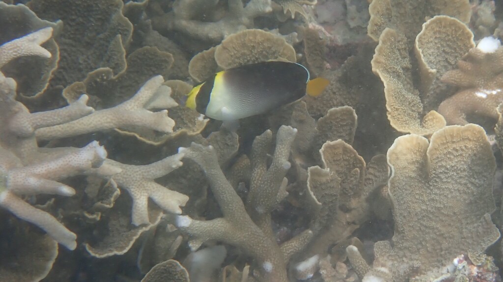 Red Sea Butterflyfish (Chaetodontoplus mesoleucus)