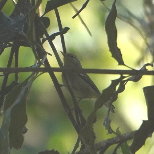 Yellow-browed Warbler (Phylloscopus inornatus)