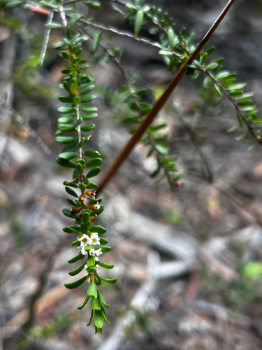 heather bush (Thryptomene micrantha)