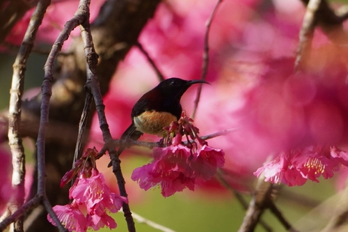 Black-throated Sunbird (Aethopyga saturata)