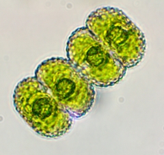 Cosmarium punctulatum