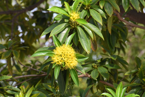 Golden Penda (Xanthostemon chrysanthus)
