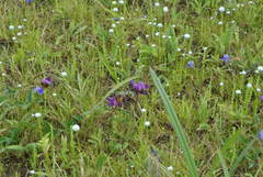 Flemingia nilgheriensis