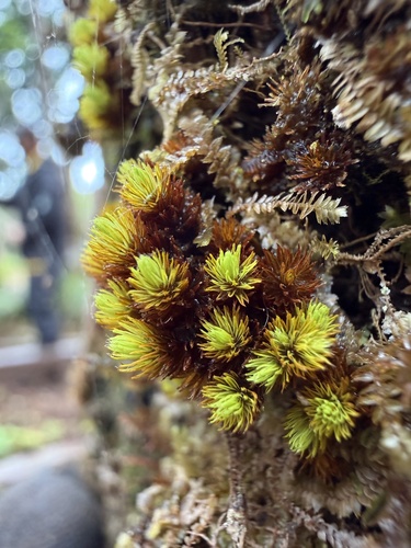 Macromitrium piliferum observed 2026-01-21