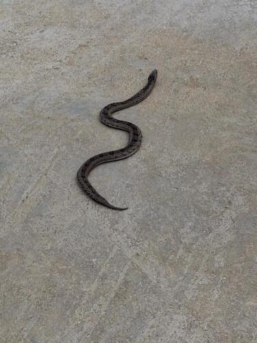 Spotted Night Adder