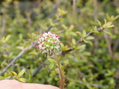 Acaena minor, photograph (c) Jacob Littlejohn, some rights reserved (CC BY-SA)