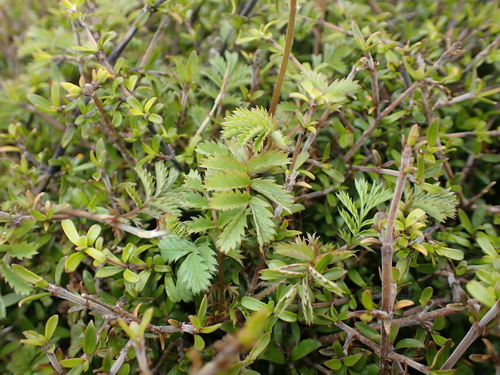 Acaena minor