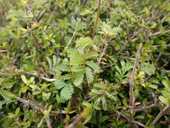 Acaena minor