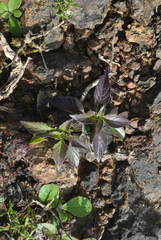 Lepidagathis cuspidata