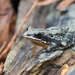 Southern Chorus Frog - Photo (c) Roger Shaw, some rights reserved (CC BY-NC-SA), uploaded by Roger Shaw