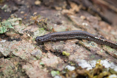 Eurycea quadridigitata