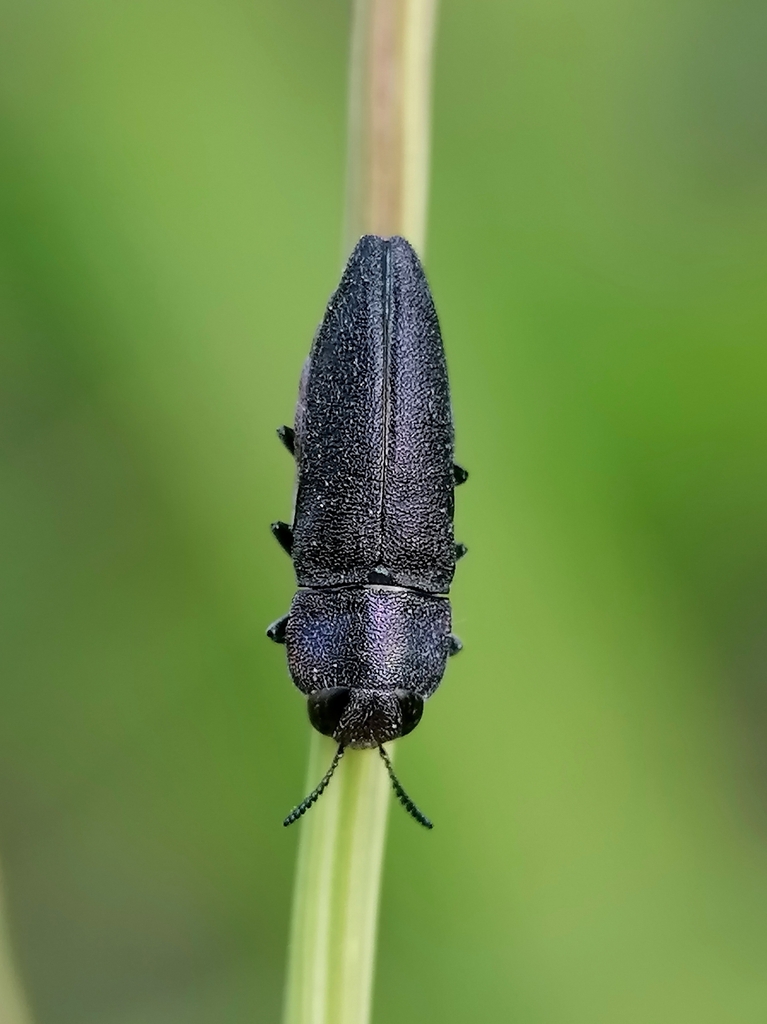 Anthaxia kiesenwetteri