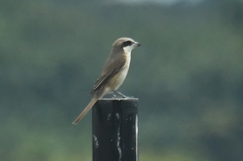 Brown Shrike (Lanius cristatus), photo 4