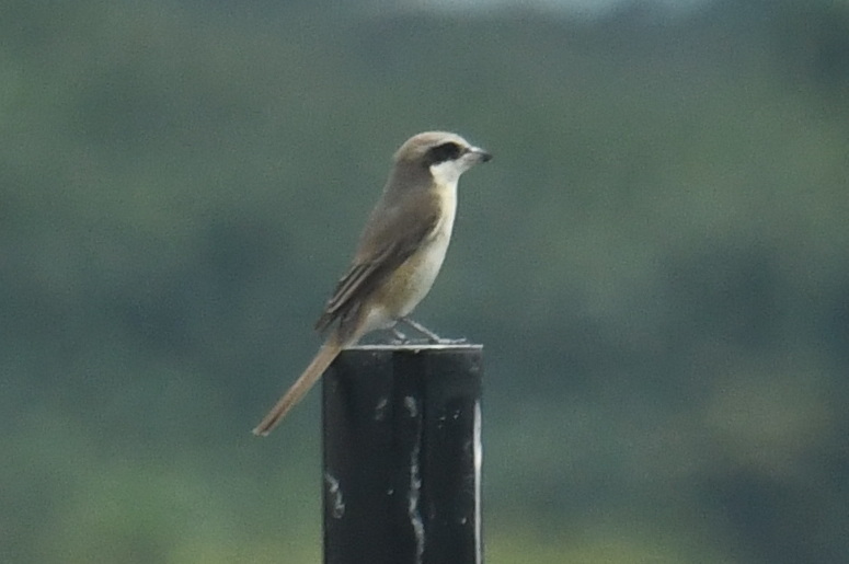 Brown Shrike (Lanius cristatus), photo 4