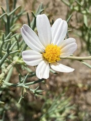 Nicolletia trifida