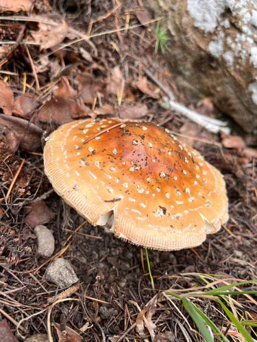 Fly Agaric