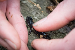 Plethodon chlorobryonis