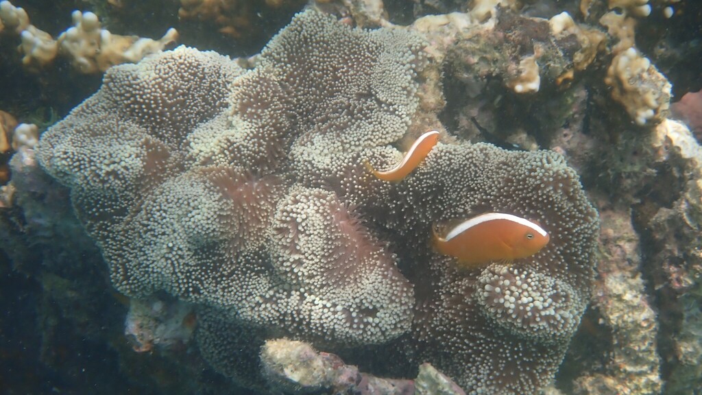Eastern Skunk Anemonefish