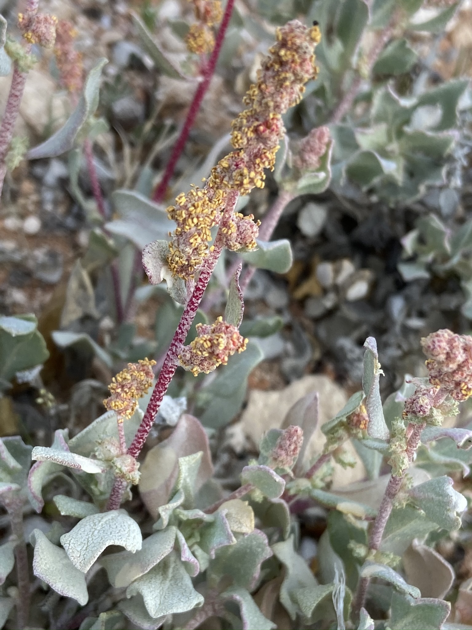 Atriplex barclayana