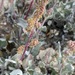 Sonoran Saltbush - Photo (c) Erik Meling, some rights reserved (CC BY-NC), uploaded by Erik Meling