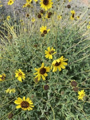 Encelia asperifolia