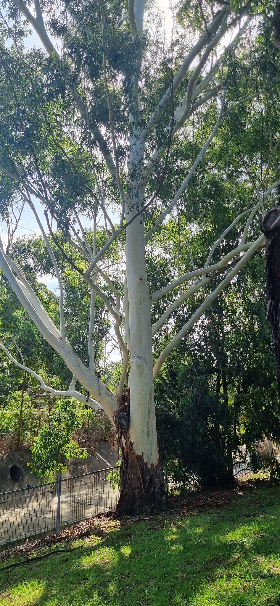 Flooded Gum (Eucalyptus grandis)