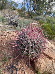 Ferocactus gracilis coloratus