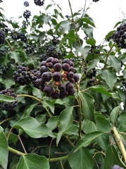 Hedera helix