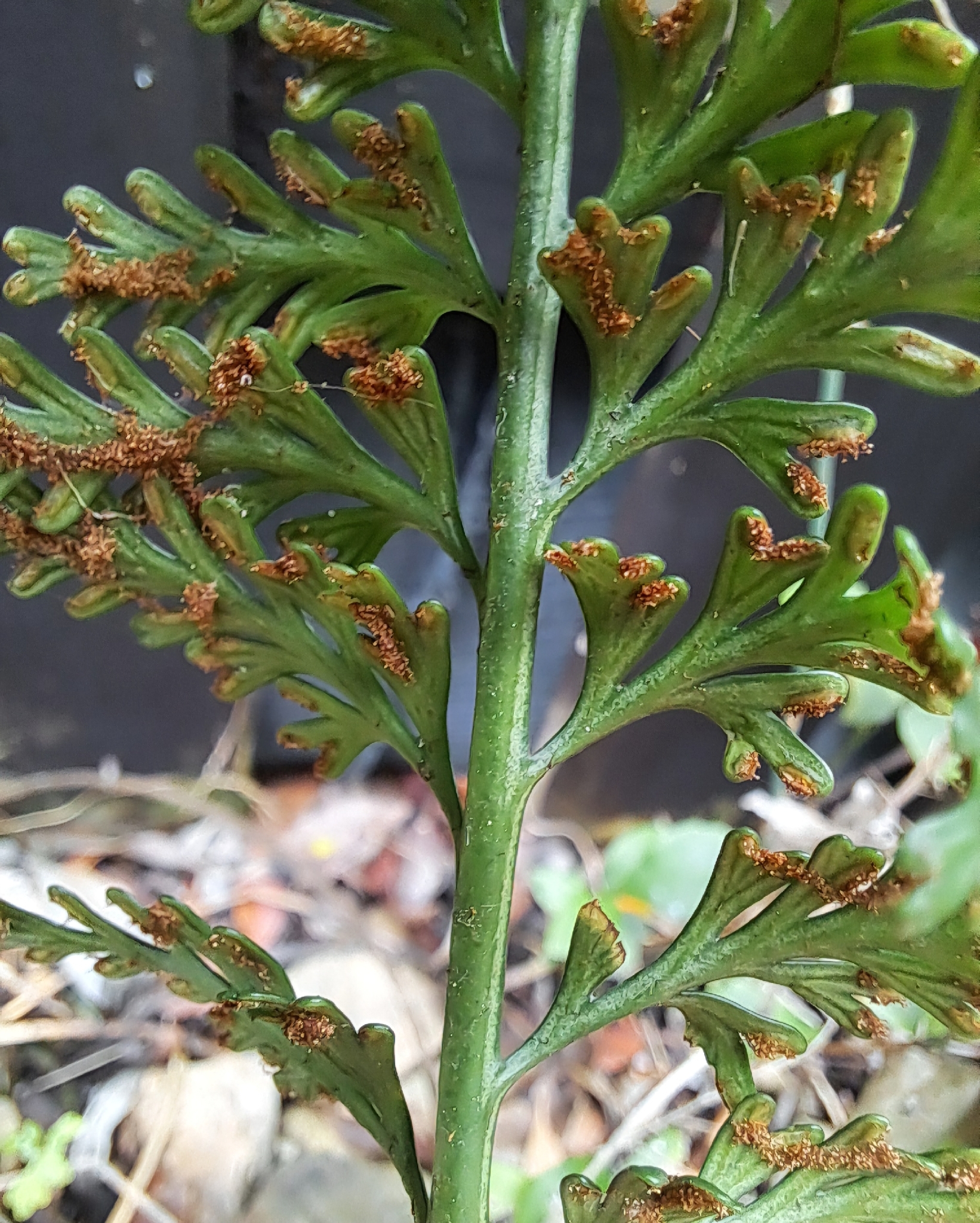 Doradilla