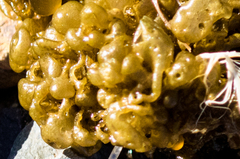 Colpomenia tuberculata