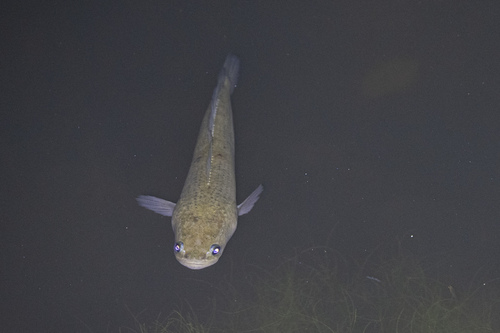 Banded snakehead (Channa striata) — Channidae — 5