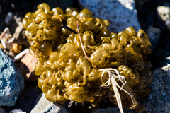 Colpomenia tuberculata