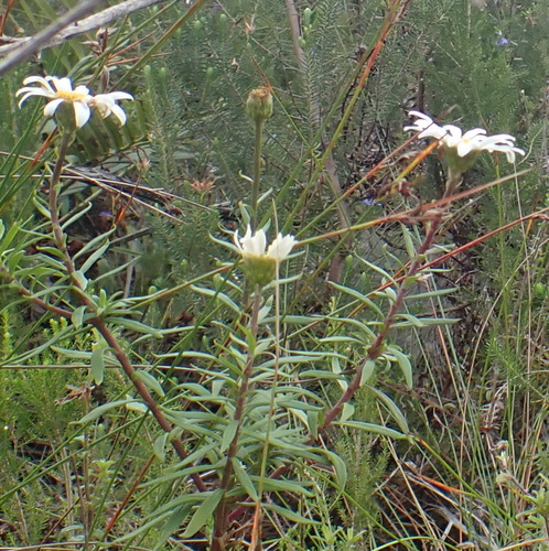 Forest Marguerite (Osmitopsis osmitoides)