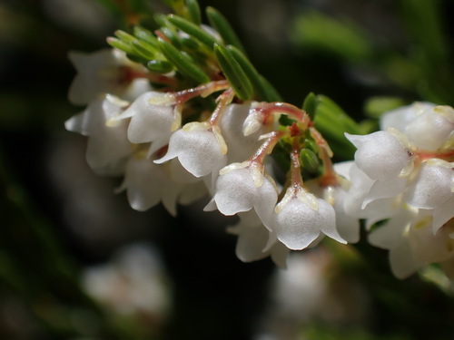 Delicate Heath (Erica oliveranthus)