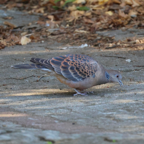 Oriental Turtle Dove (Streptopelia orientalis), photo 8