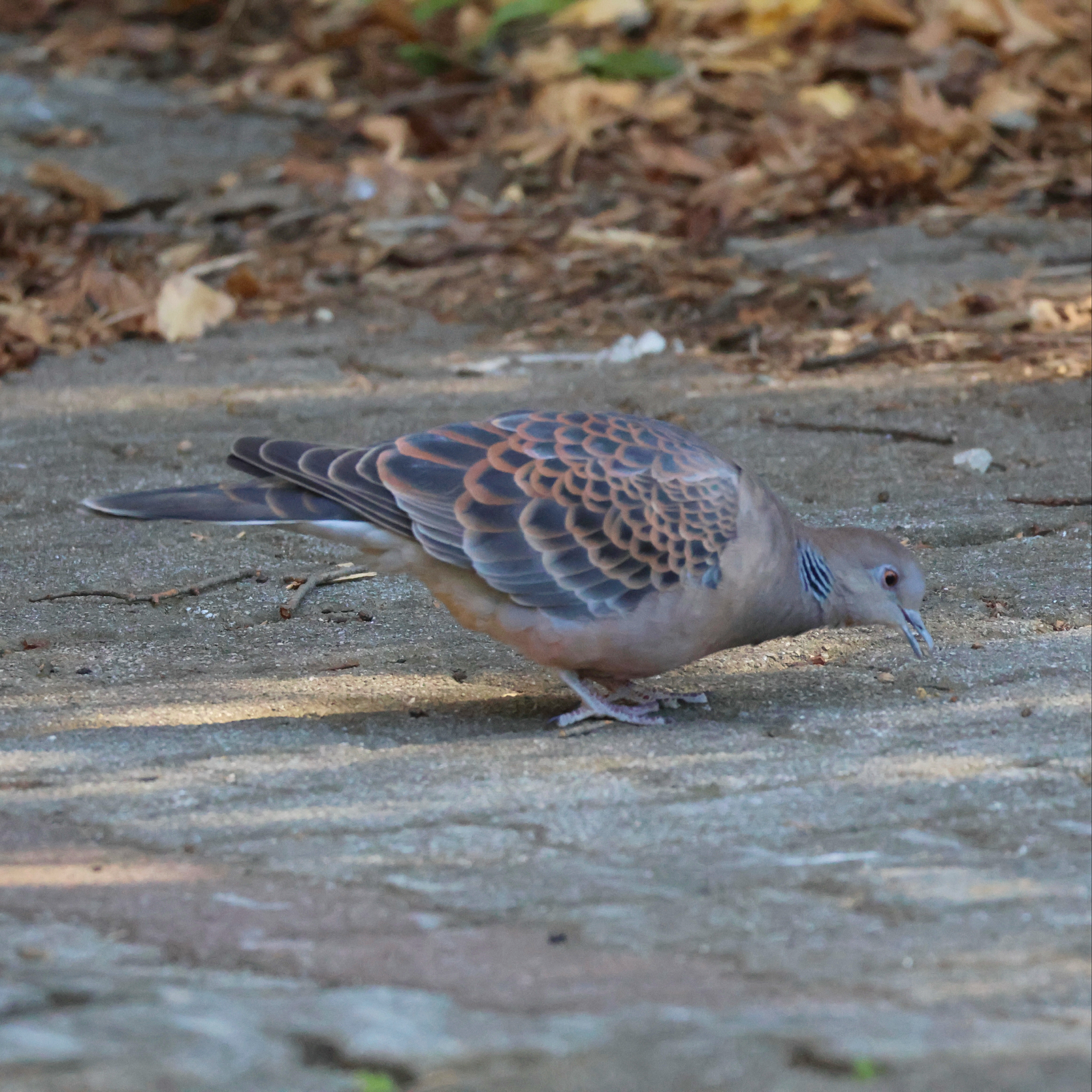 Oriental Turtle Dove (Streptopelia orientalis), photo 10