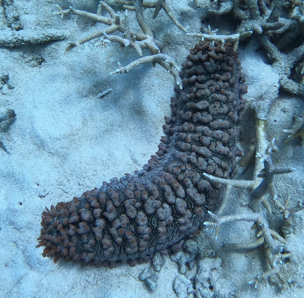 Pineapplefish