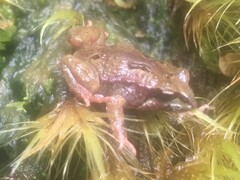 Moss Froglet photo 1