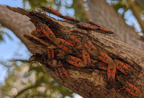 Cretan Seed Bug
