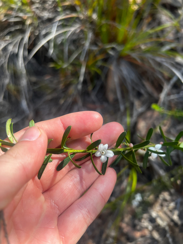Tasmanian wax-flower (Philotheca virgata)