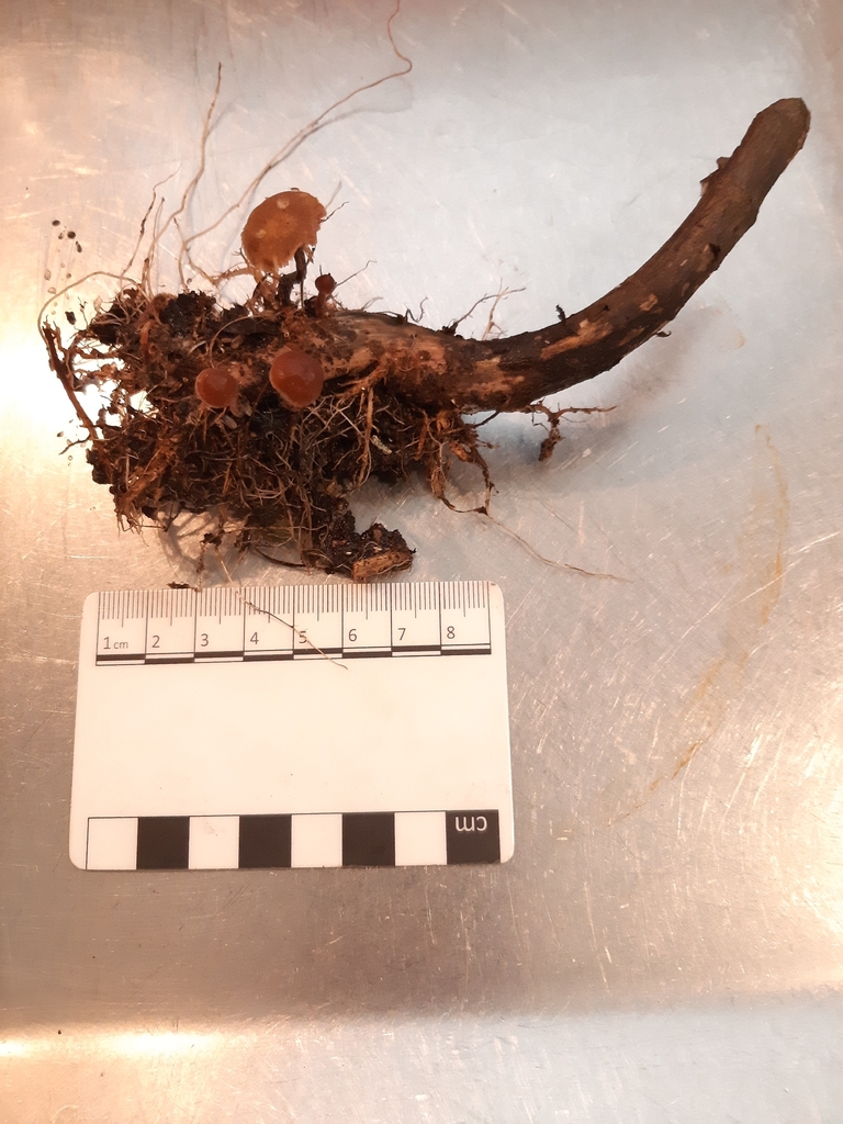 Deconica ovispora