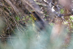 Atlapetes pallidinucha