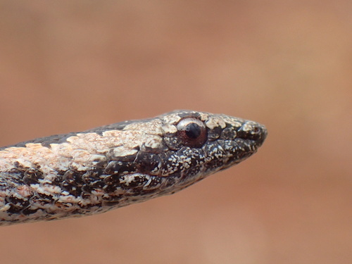 Mopane Snake