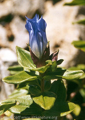 Gentiana platypetala