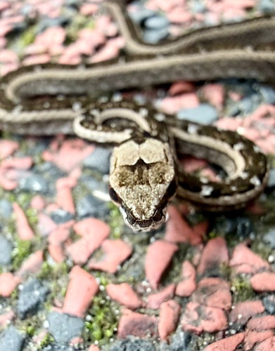 Painted Mock Viper