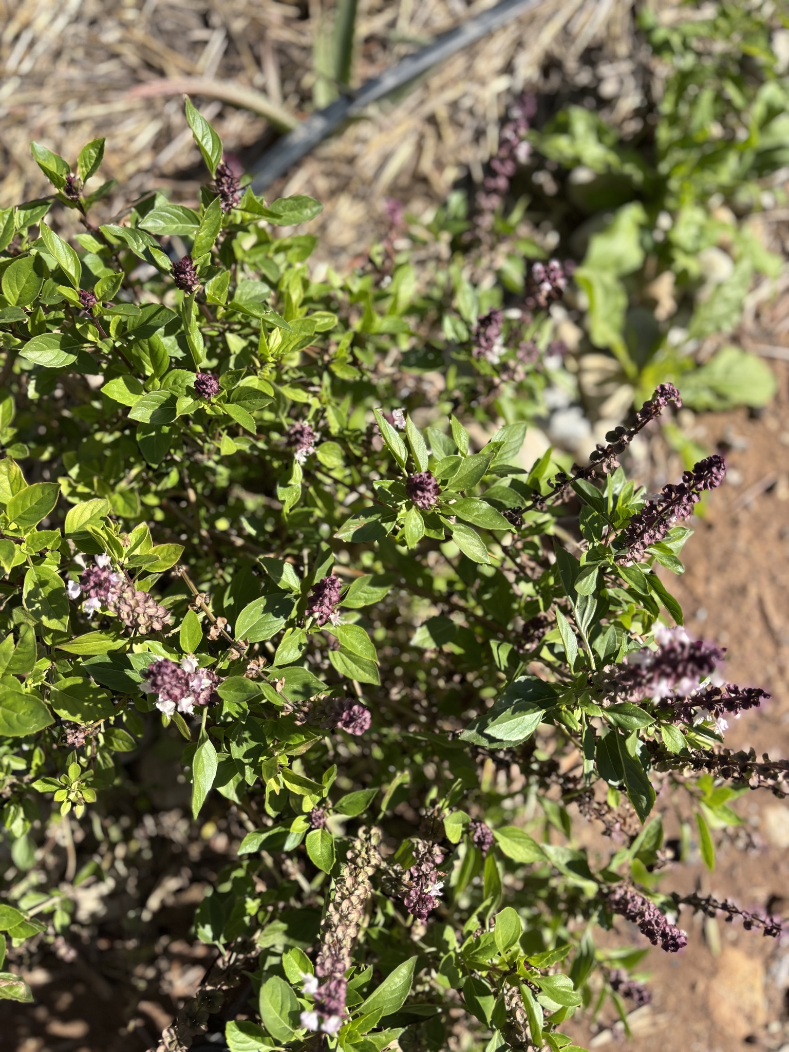 Basil plant in soilless culture