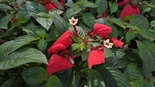 Mussaenda erythrophylla